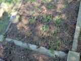 image of grave number 557734